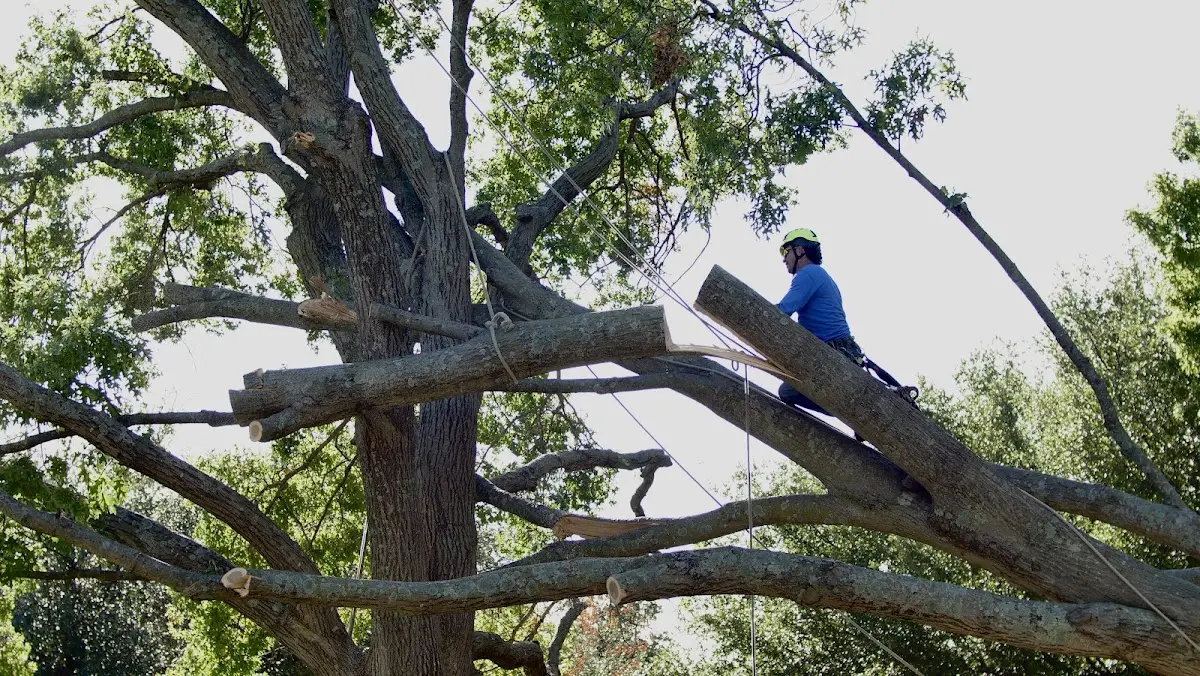Professional Crown Thinning performed by certified arborists in Rehoboth